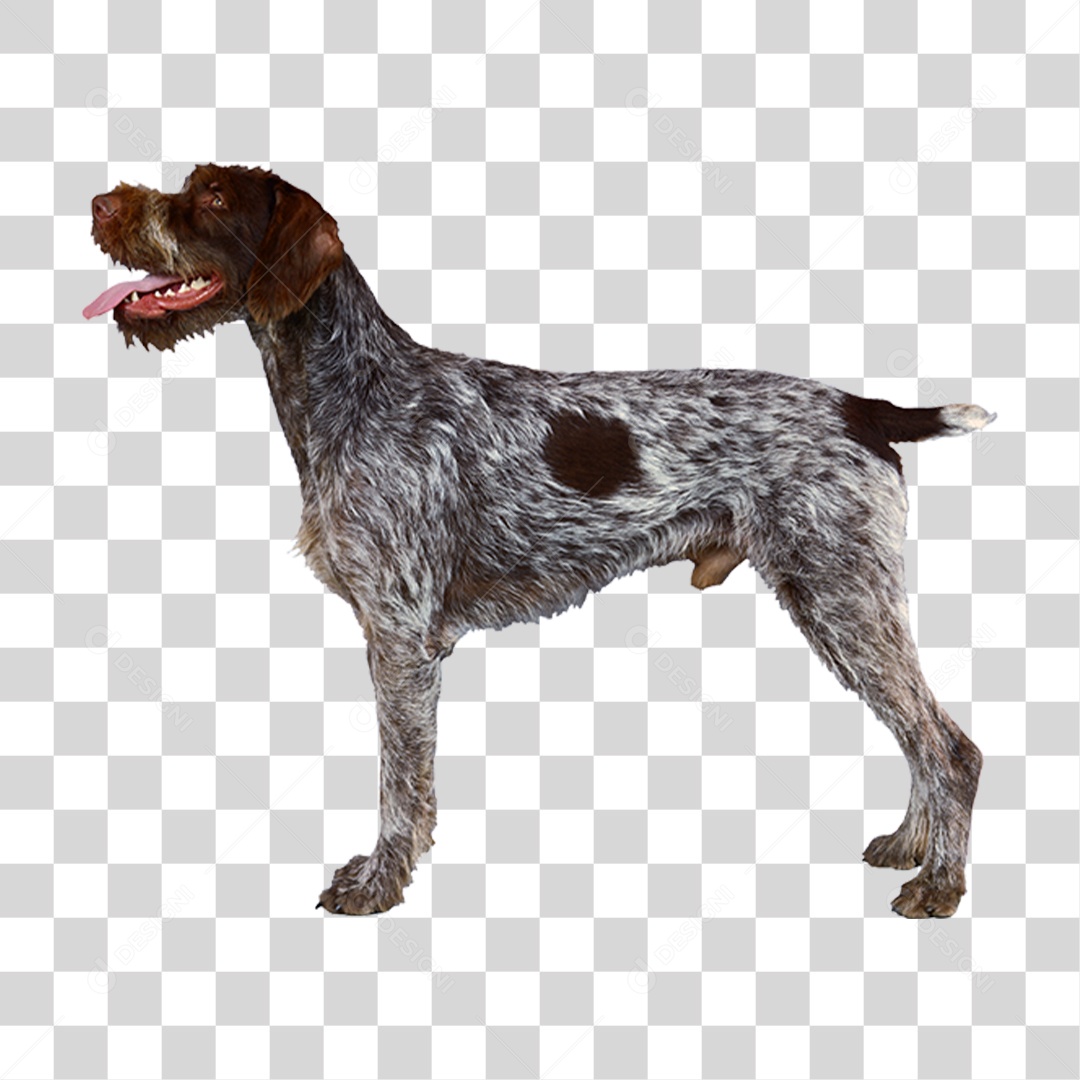 Cachorro PNG Transparente