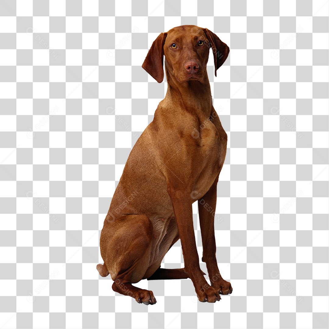 Cachorro PNG Transparente