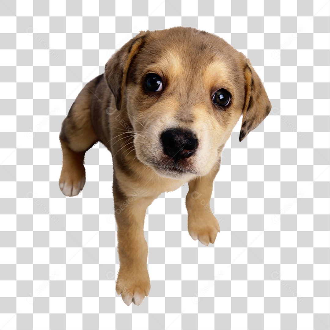 Transparent PNG Puppy
