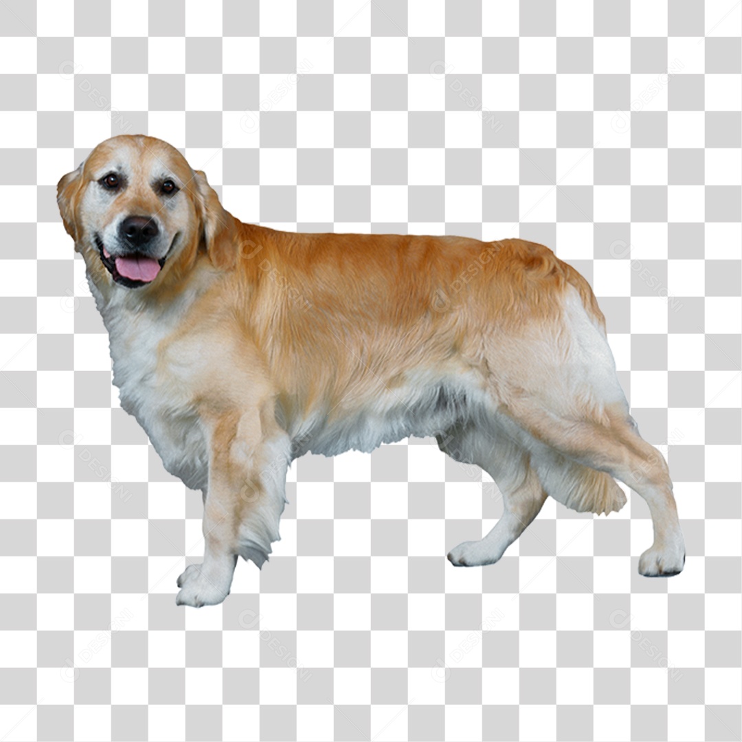 Cachorro PNG Transparente