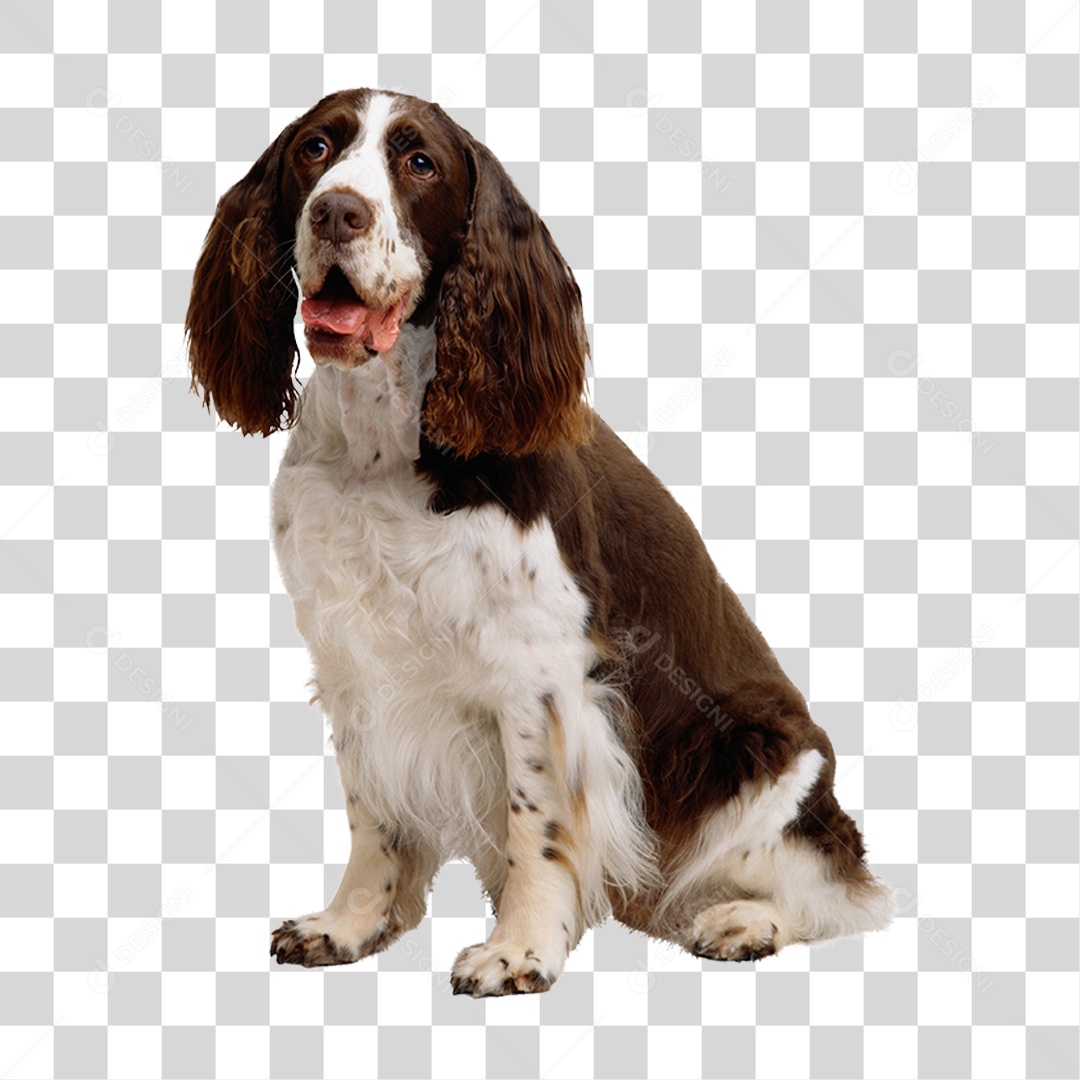 Cachorro PNG Transparente