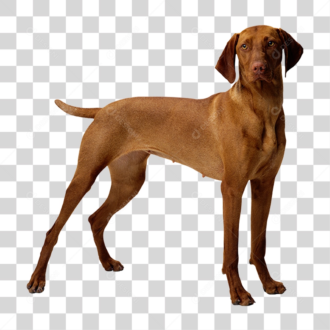 Cachorro PNG Transparente