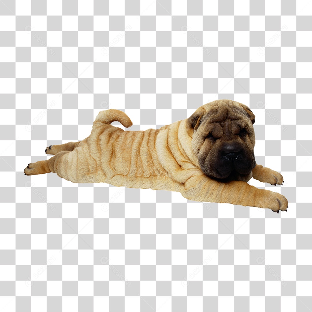 Cachorro PNG Transparente