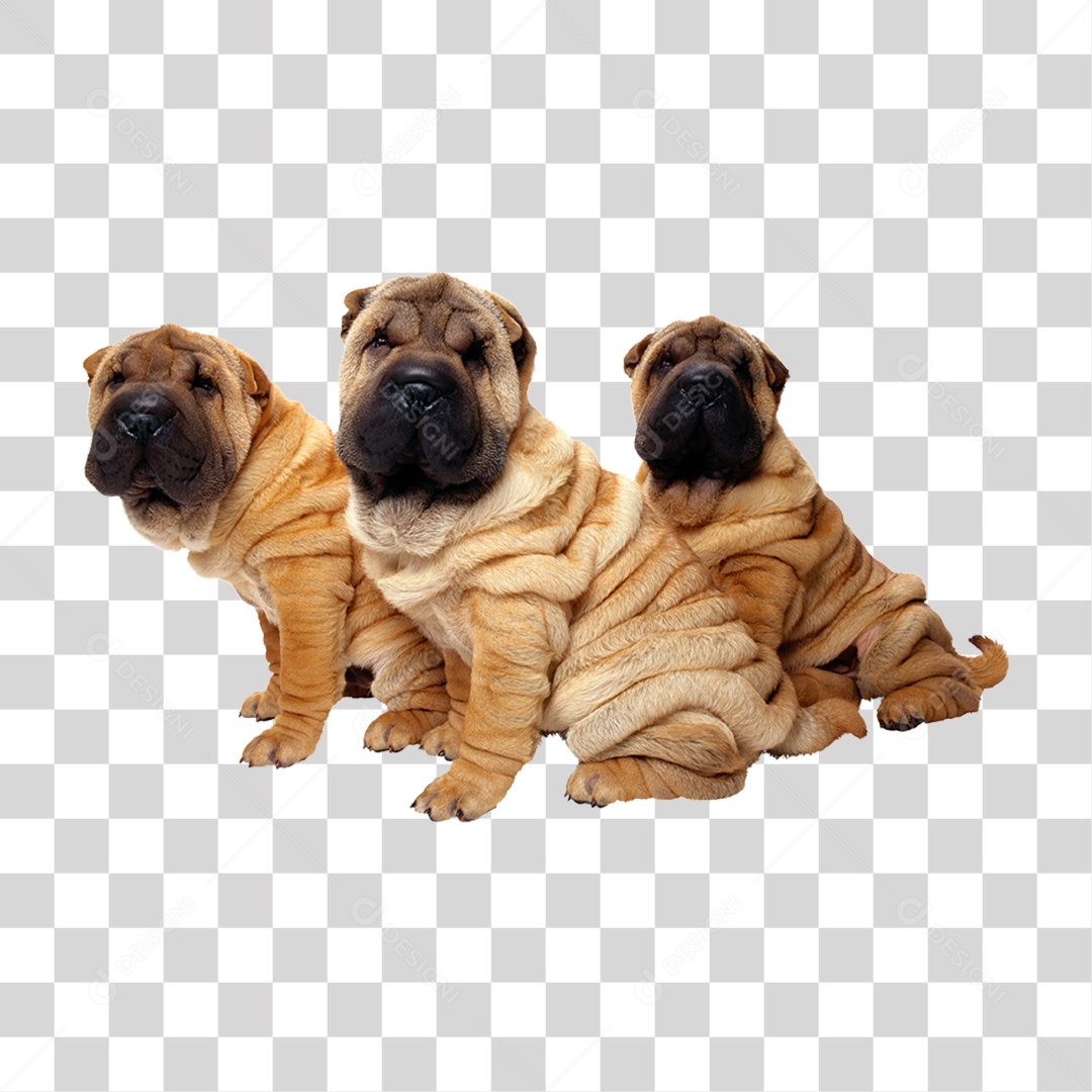 Cachorros PNG Transparente