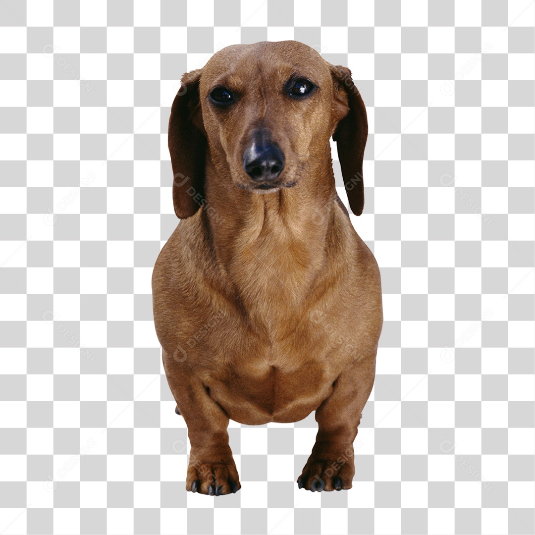Cachorro PNG Transparente