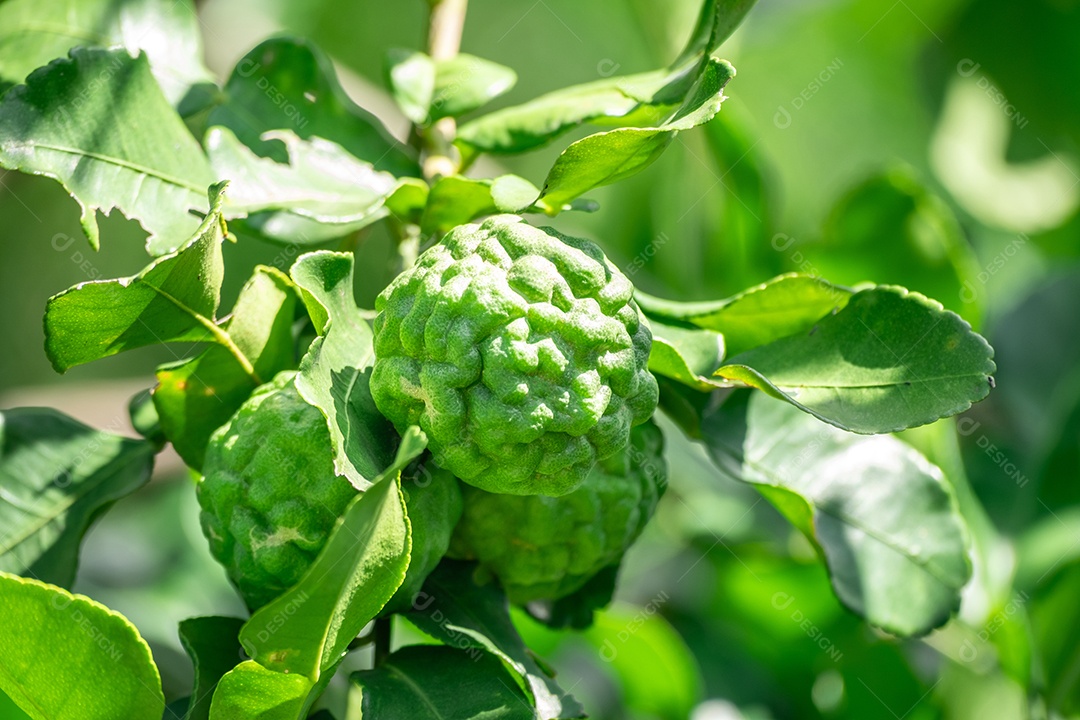 Frutas de bergamota em galho de árvore