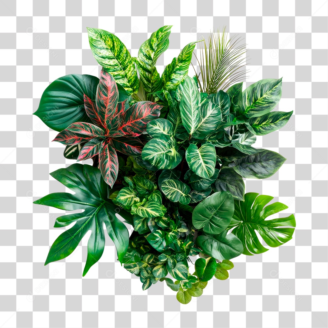 Moita de Plantas PNG Transparente