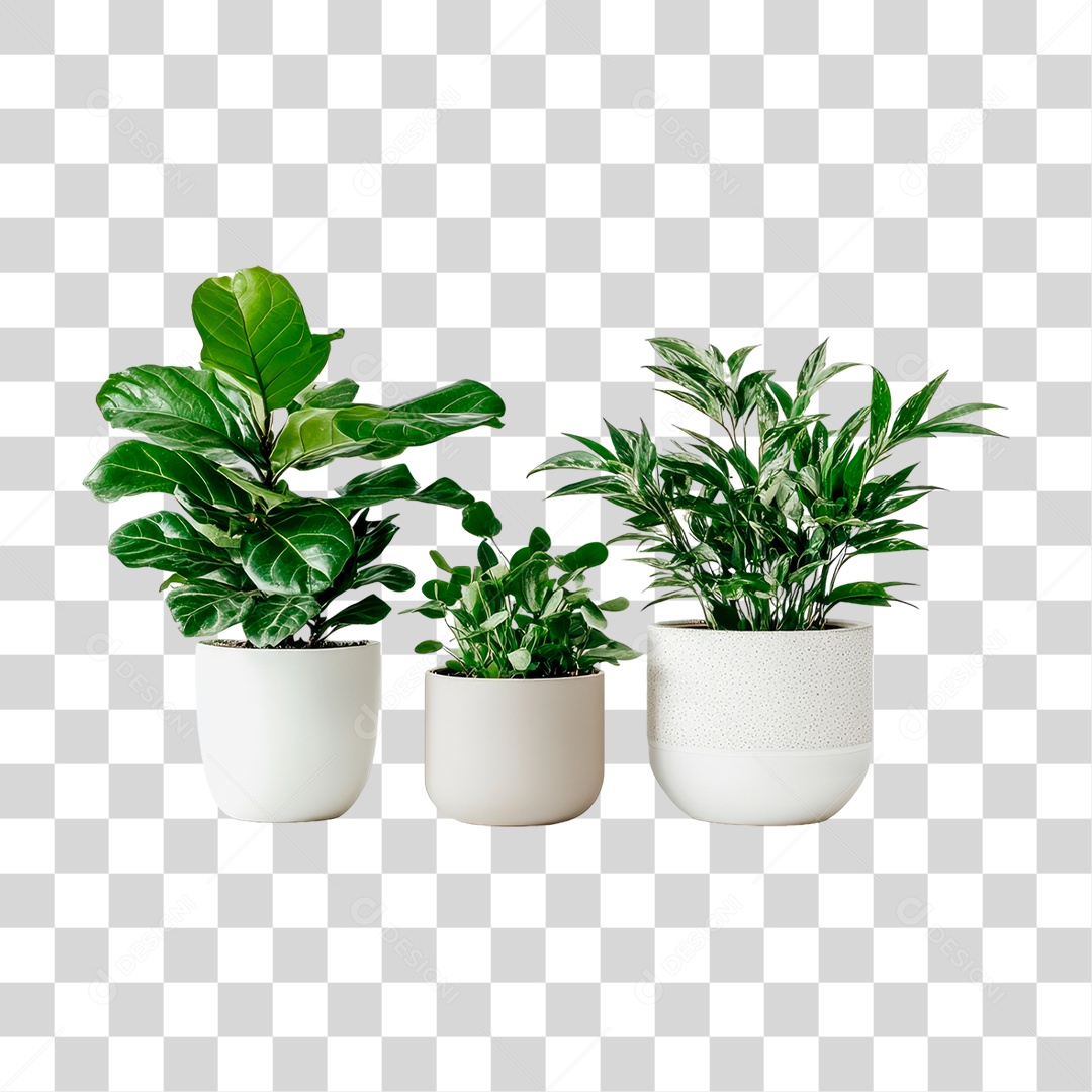 Vasos de Plantas PNG Transparente