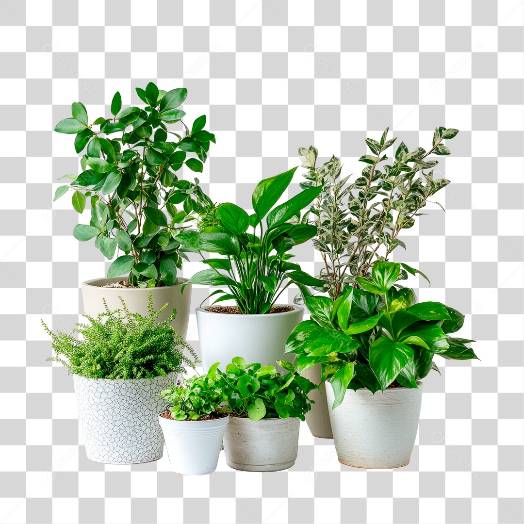 Vasos de Plantas PNG Transparente