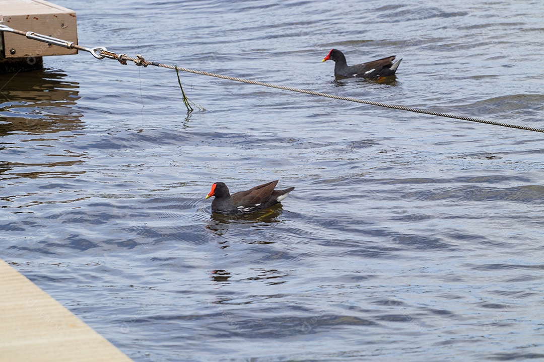 Dois patos banhando no lago