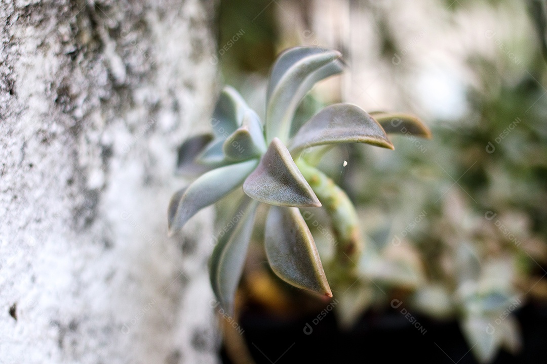 Planta conhecida como rosa pedra em um jardim