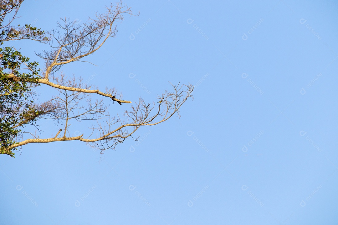 Galhos de uma árvore contra céu azul