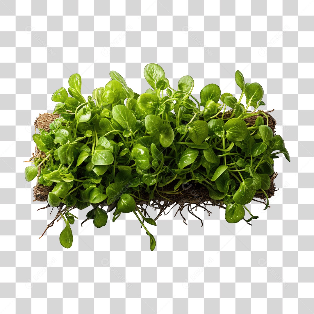 Alimento Folhas Vegetais PNG Transparente