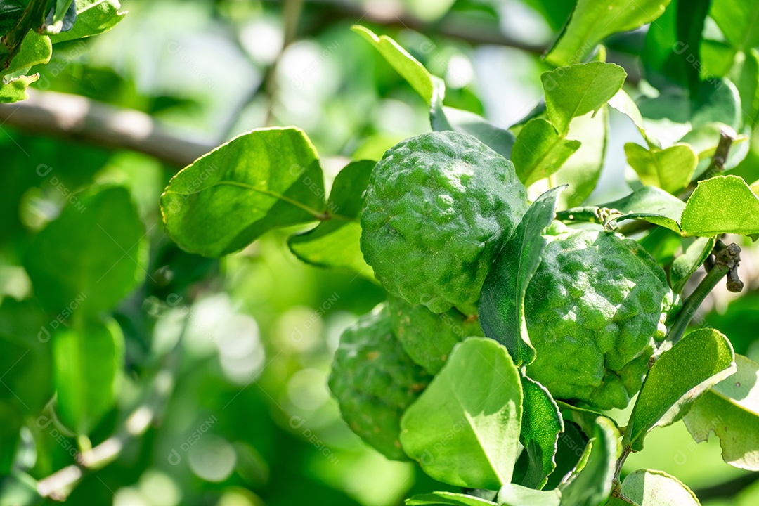Galhos com frutas de bergamota