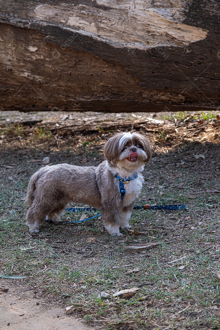 Shih tzu esperando seu dono chegar sob a sombra de um tronco de árvore