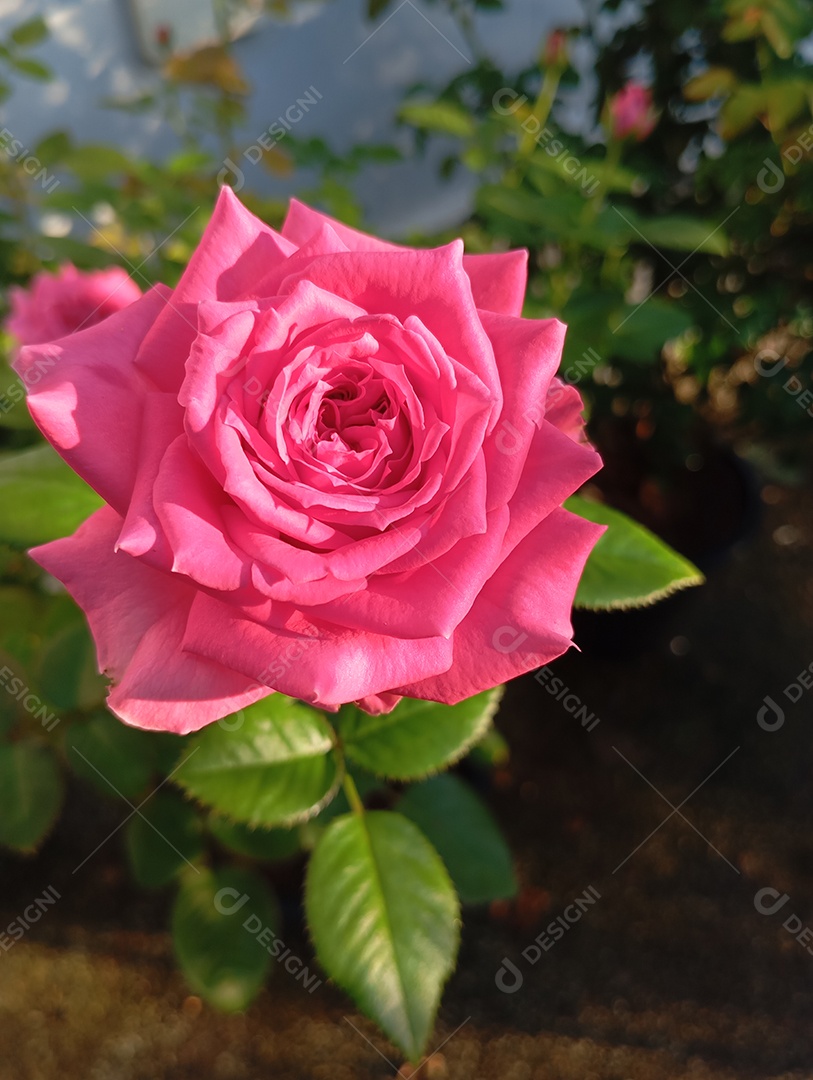 Uma linda rosa em um jardim