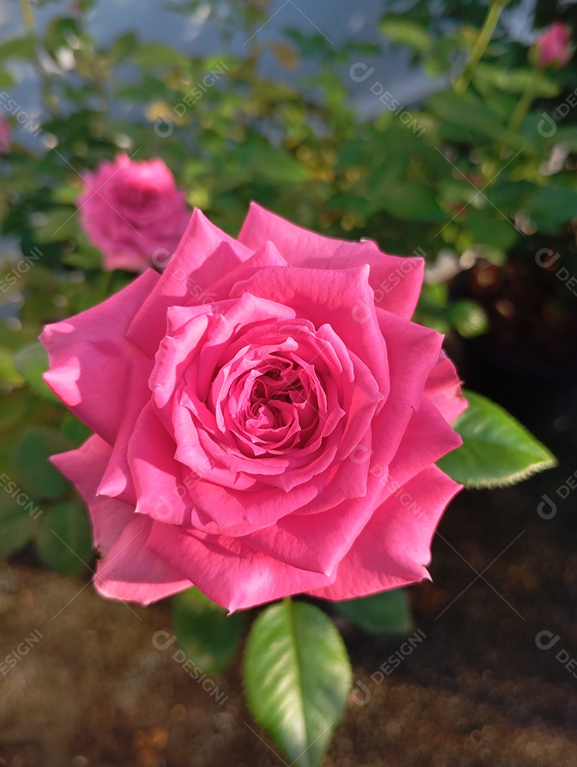 Rosas linda no jardim