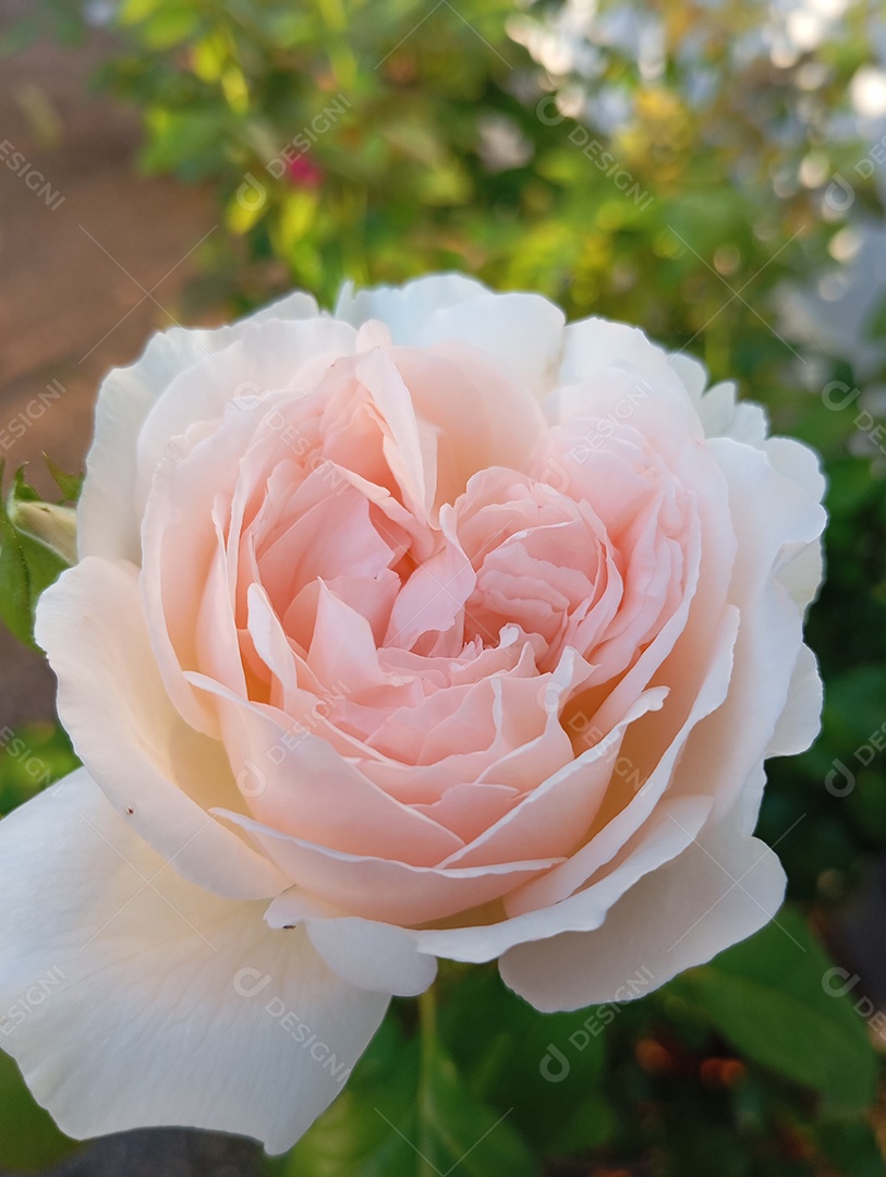 Rosa perfeita em um jardim