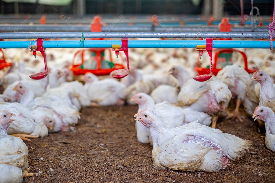 Granja com produção de galinhas