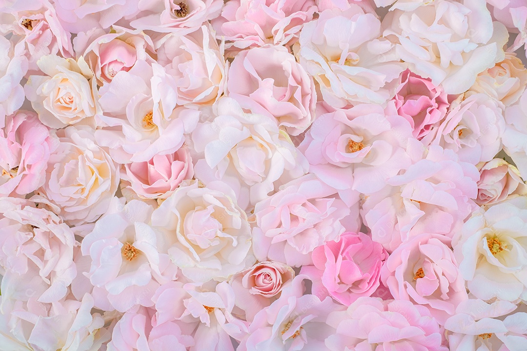 Fundo de rosas lindas