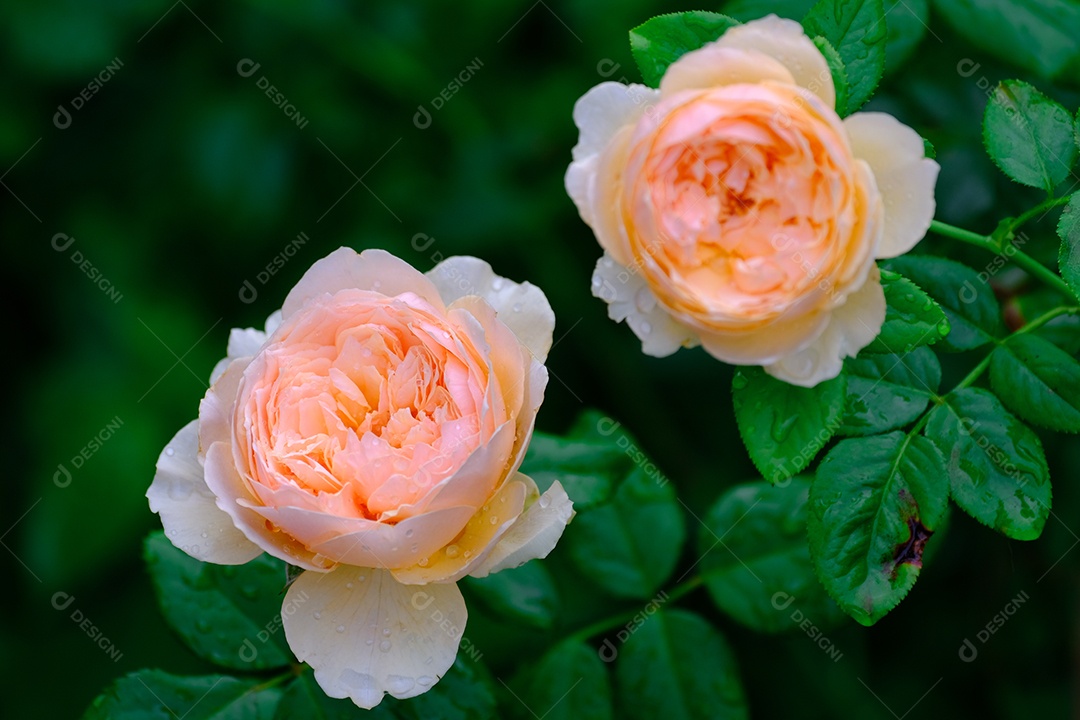 Rosas perfeitas em uma jardim