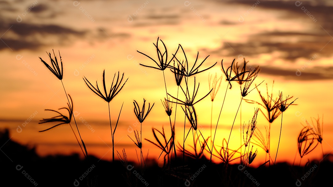 Paisagem linda da natureza