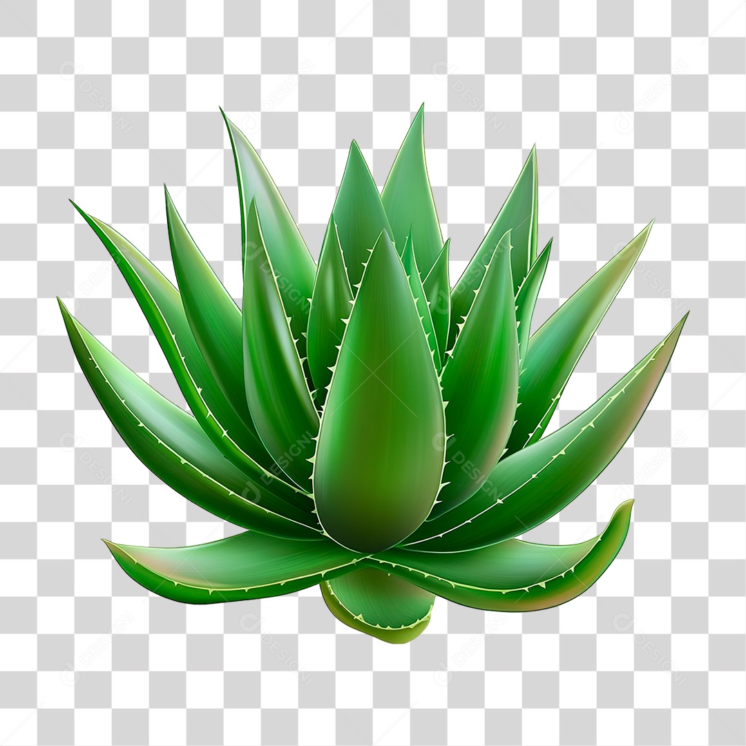 Elemento 3D Planta Suculenta PNG Transparente