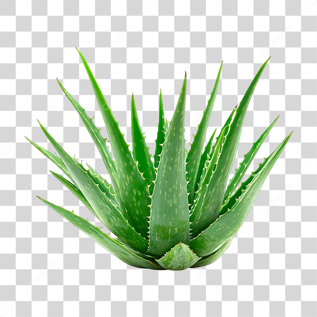 Elemento 3D Planta Babosa PNG Transparente