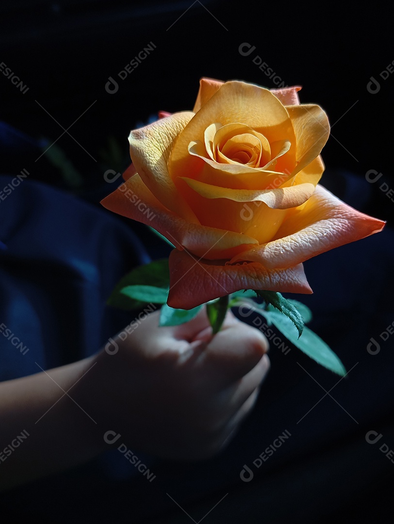 Mão segurando uma linda rosa