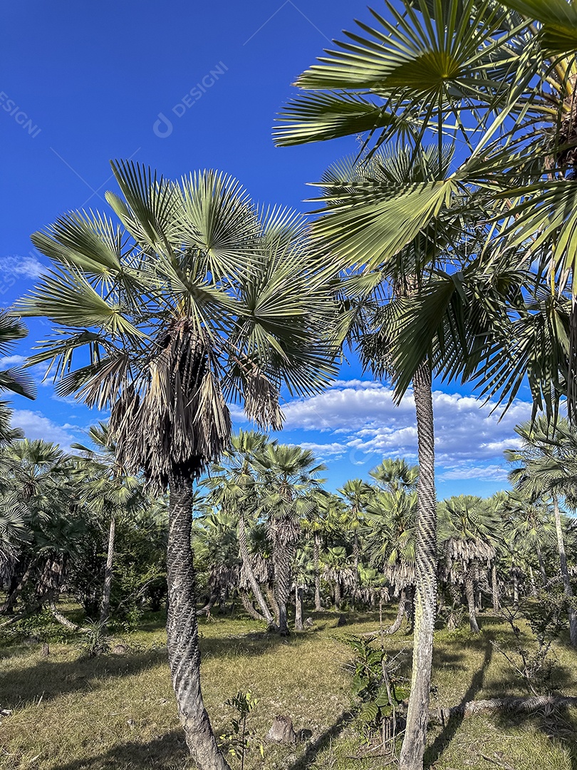 Carnaúba é uma palmeira da família arecaceae