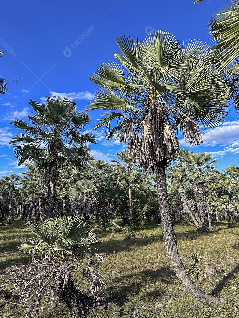 Carnaubeiras plantio