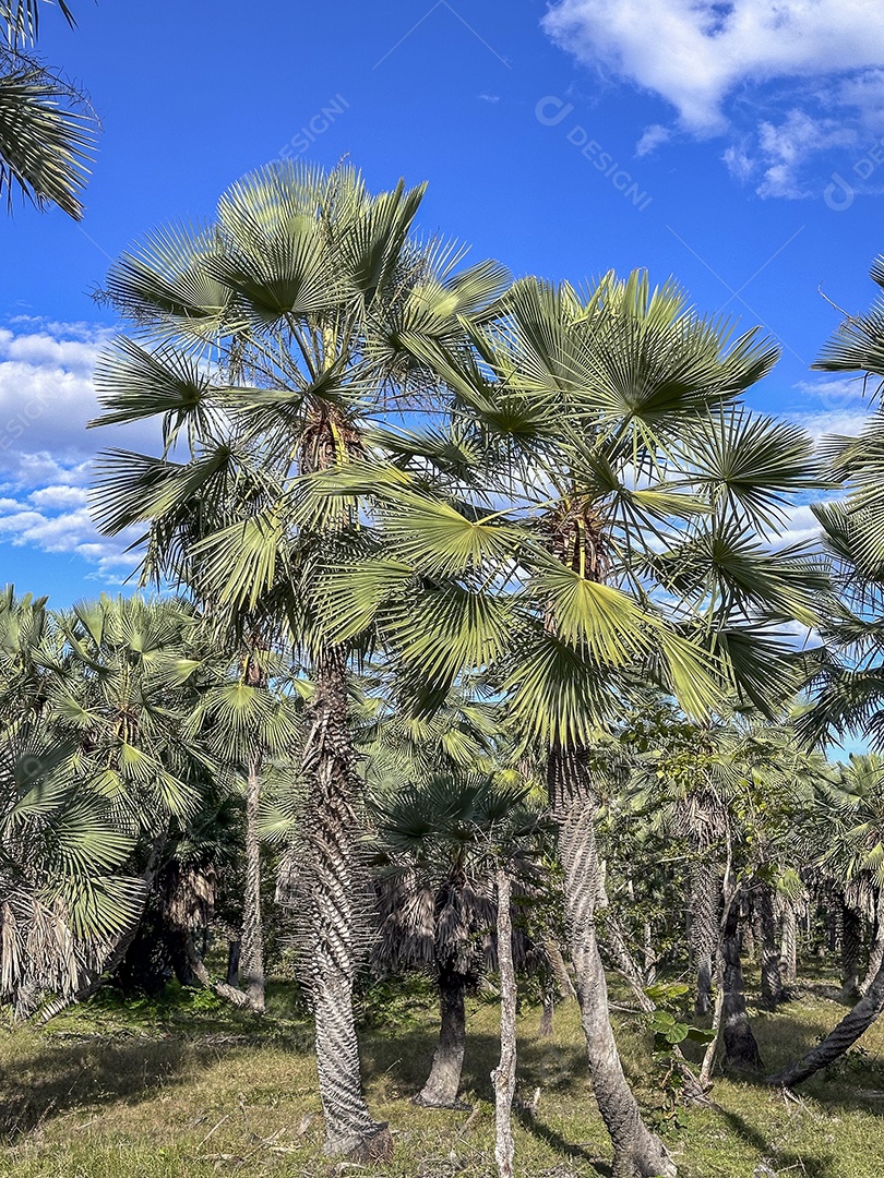 Carnaubeiras plantio