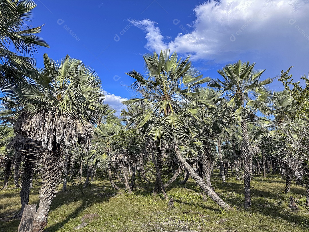 Carnaúba é uma palmeira da família arecaceae