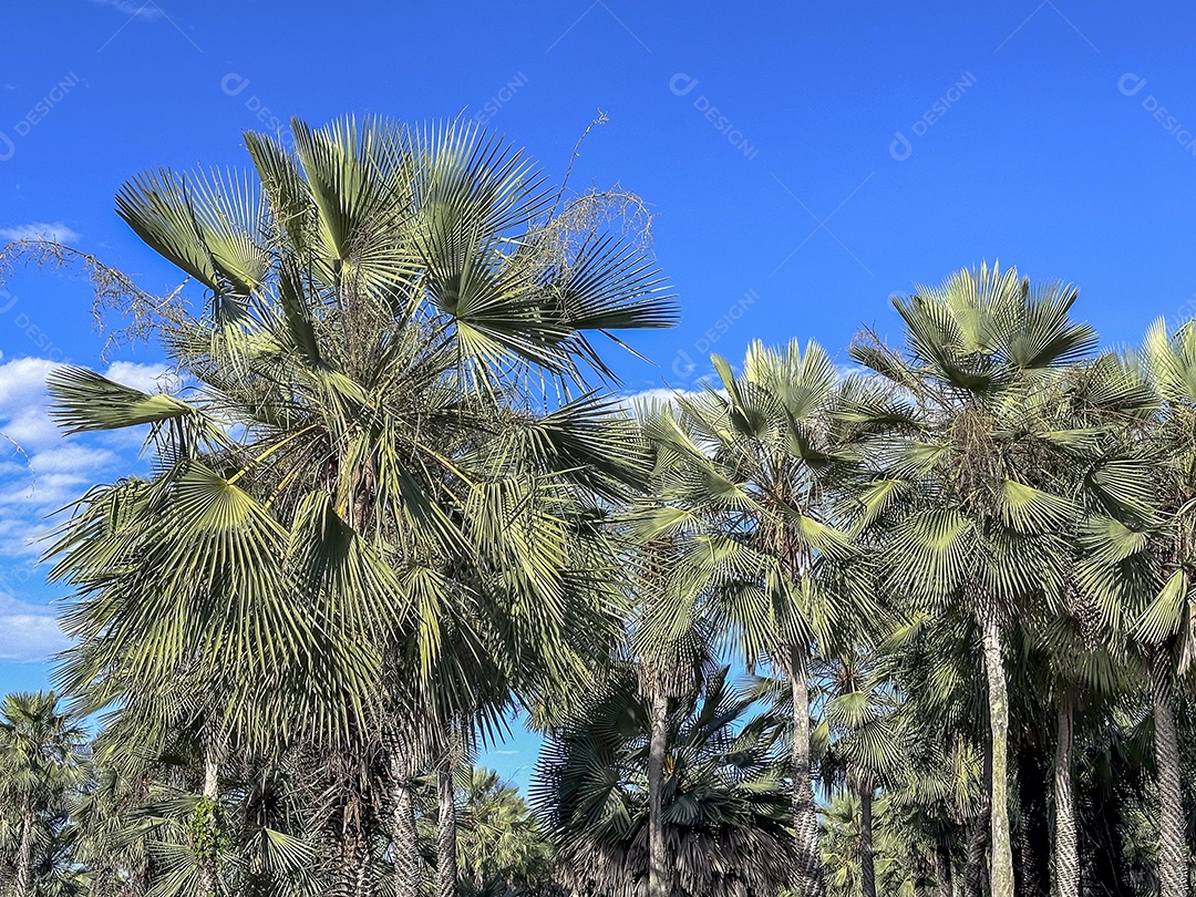 Carnaíba é uma palmeira da família arecaceae
