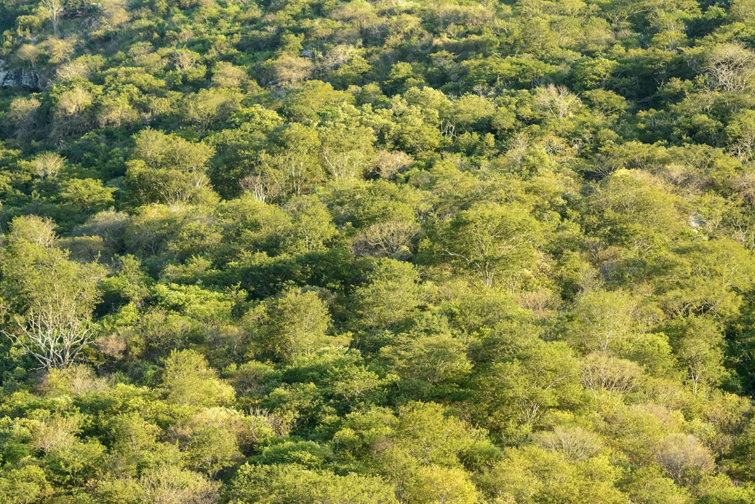Floresta do bioma caatinga durante o período chuvoso com vegetação verde
