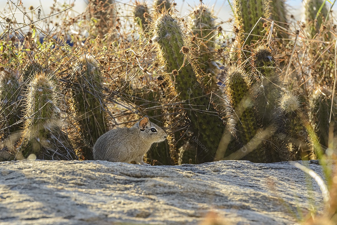 Prea é um roedor amplamente distribuído no bioma