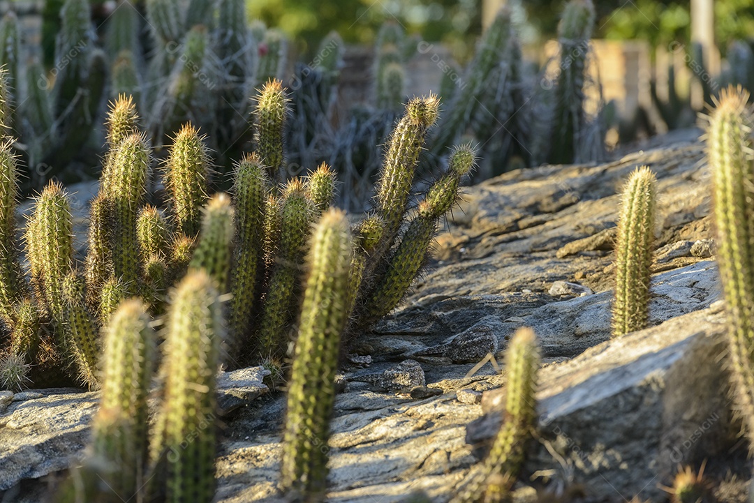 Cacto em detalhe com fundo desfocado no sertão