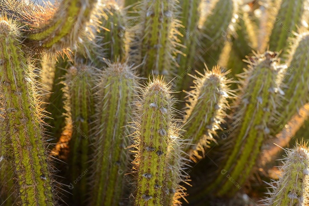 Cacto em detalhe com fundo desfocado no sertão
