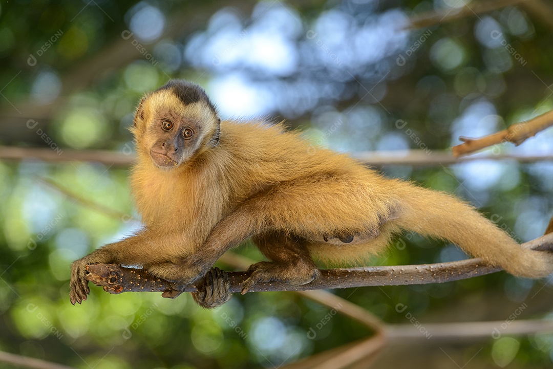 Macaco prego em um galho de árvore