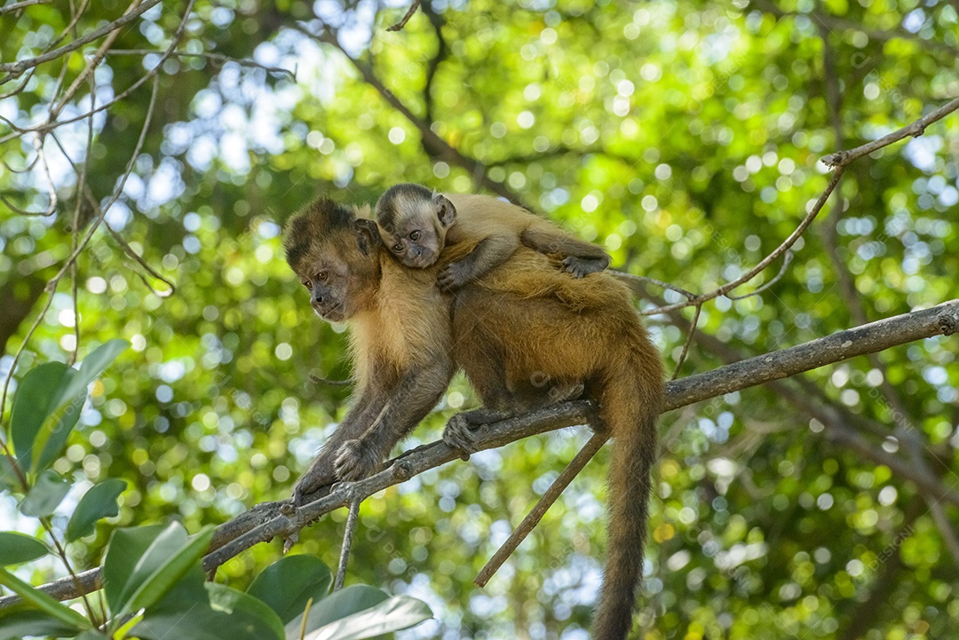 Macaco prego carregando bebê nas costas