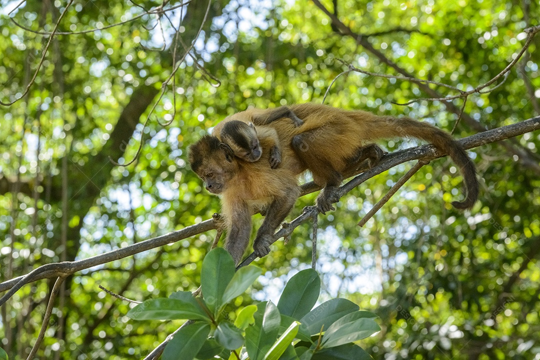 Macaco prego carregando bebê nas costas