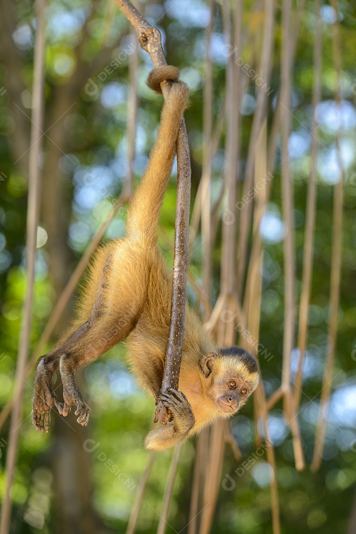 Macaco prego pendurado pelo rabo em um manguezal