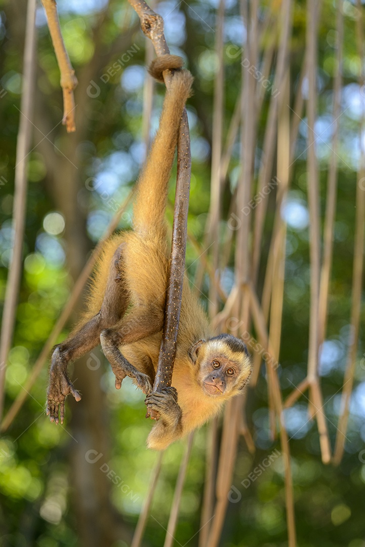 Macaco prego pendurado pelo rabo em um manguezal