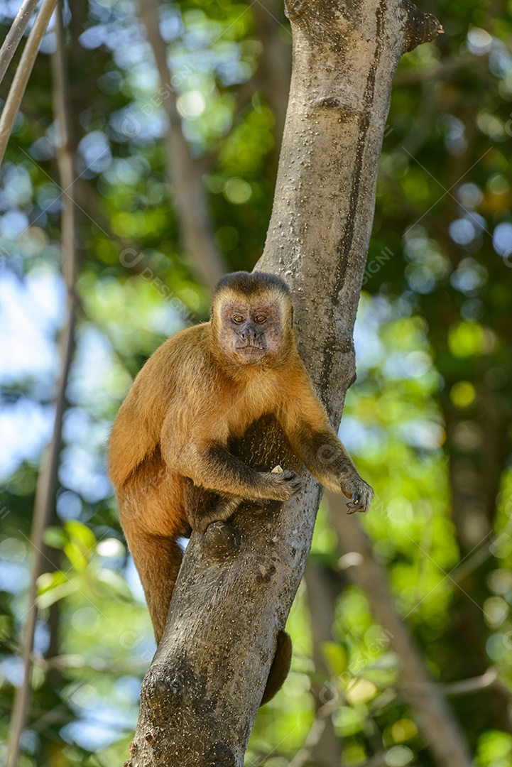 Macaco prego em um manguezal