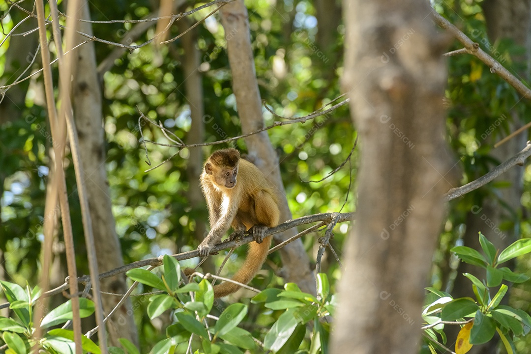 Macaco prego em um manguezal