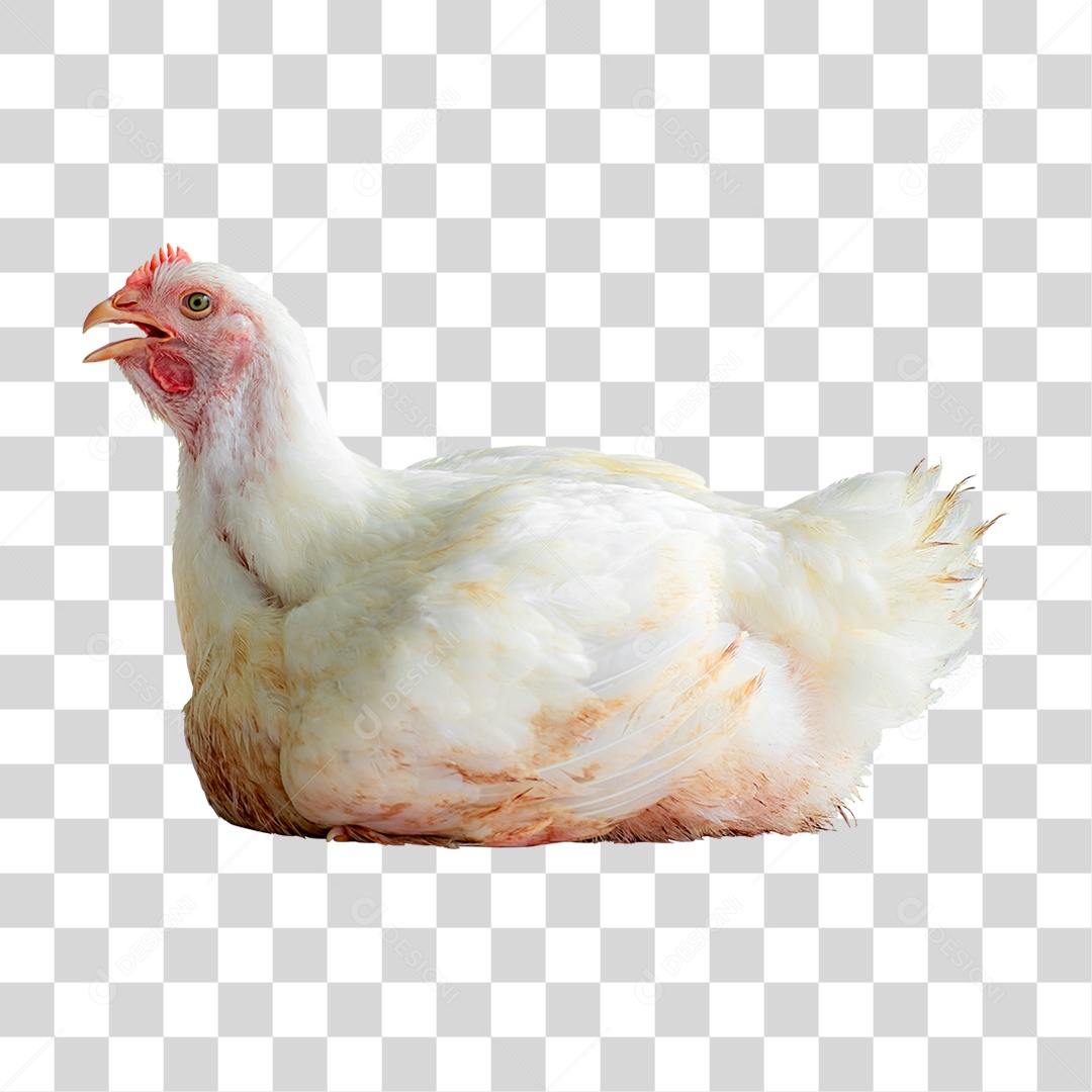 Galinha Animal Aves PNG Transparente