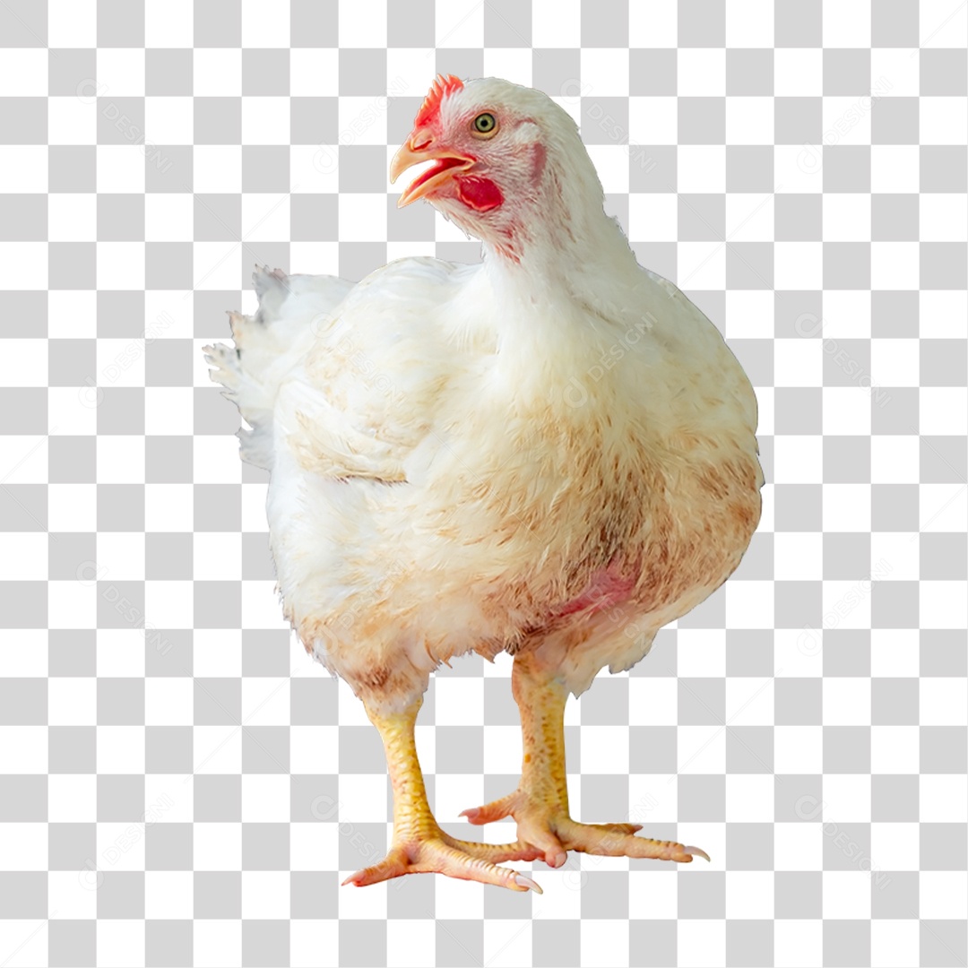 Galinha Animal Aves PNG Transparente