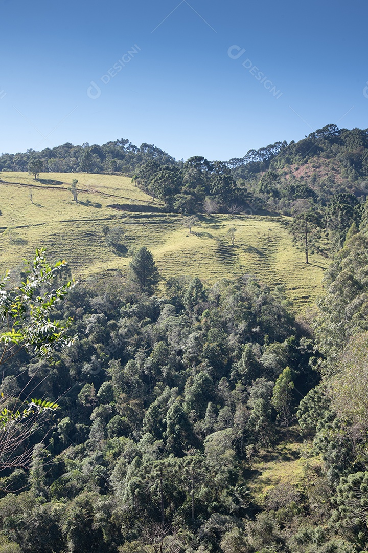 Vista para uma mata verde