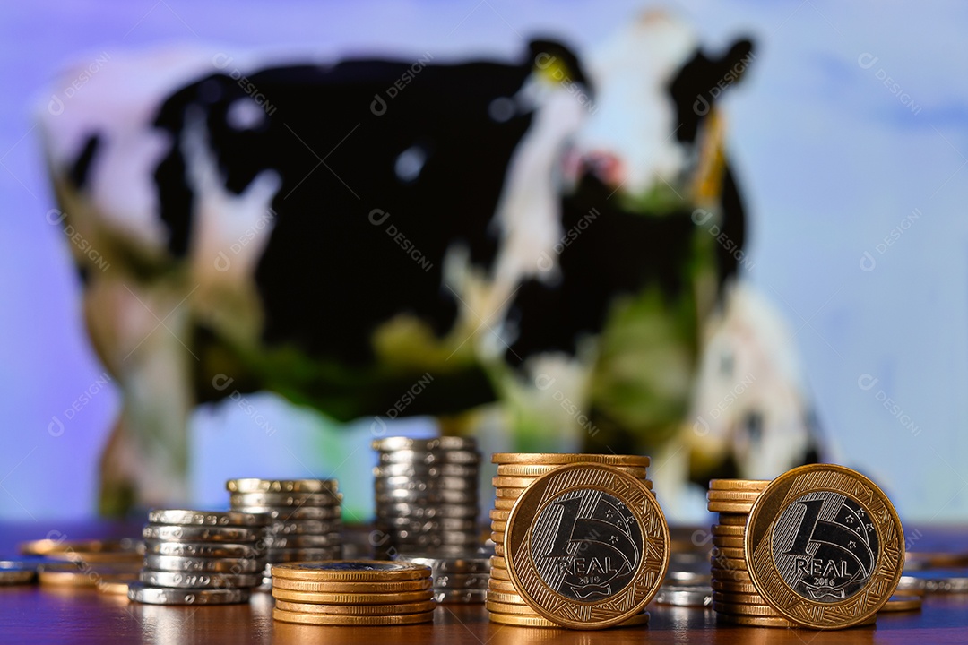 Muitas moedas sobre fundo uma vaca