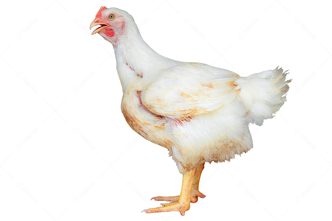 Galinha branca